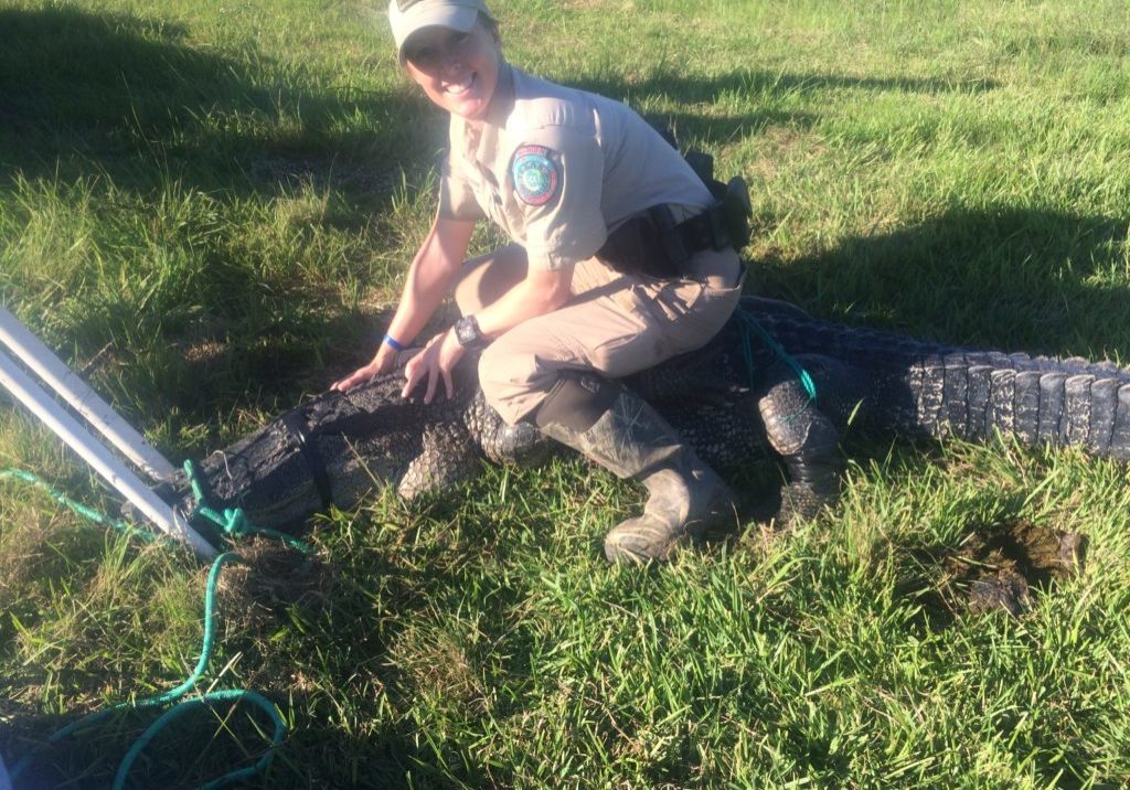 Jen P and alligator training